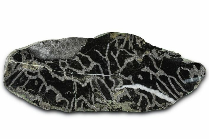 Polished Ordovician Fossil Chain Coral (Halysites) - Russia #362929